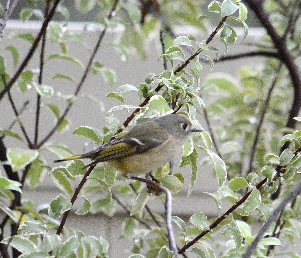 králíček americký - ML645267892