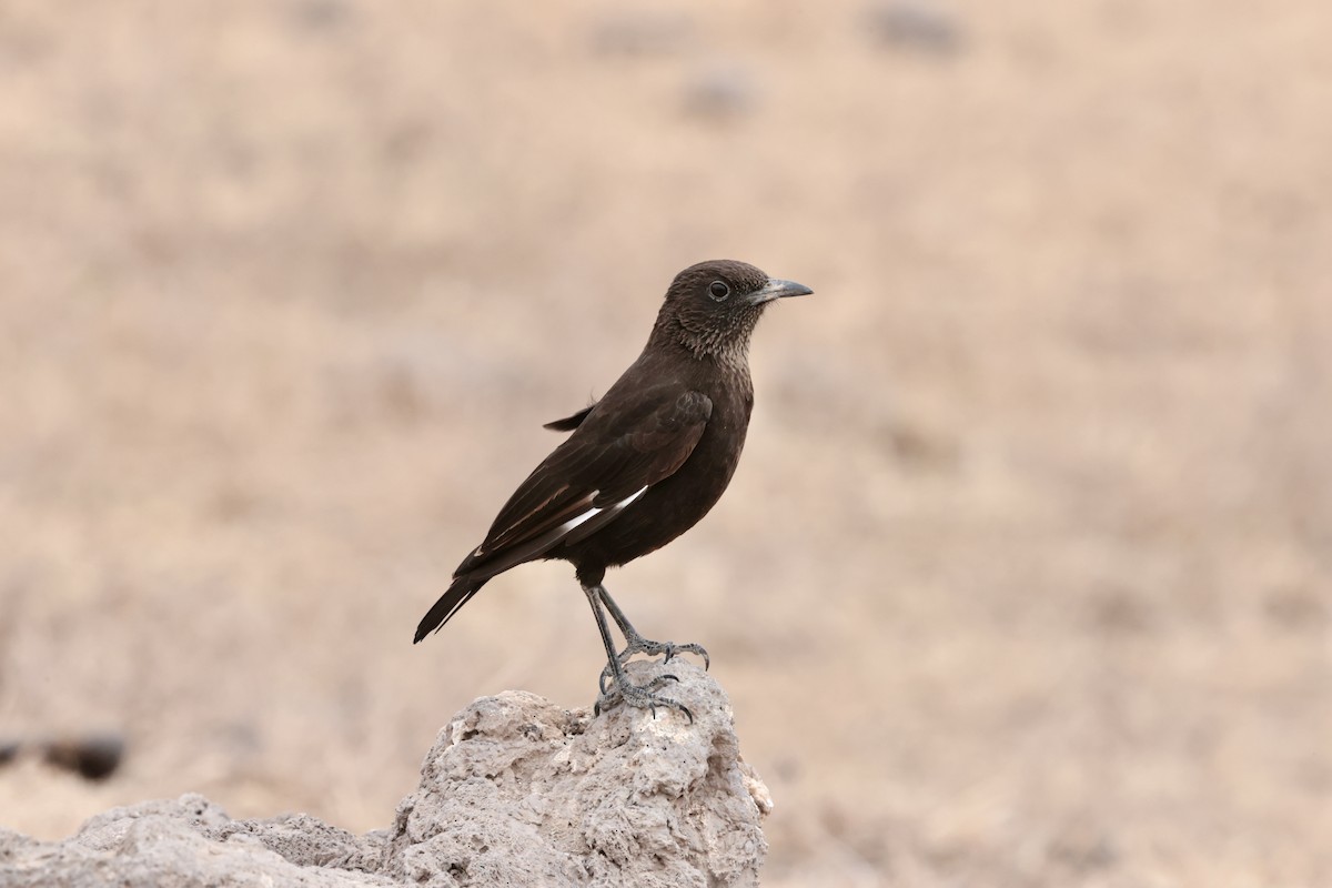Northern Anteater-Chat - ML645267900