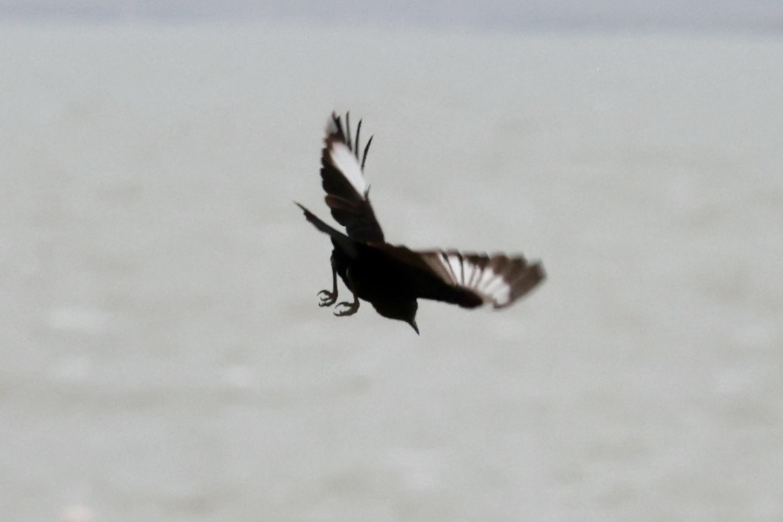 Northern Anteater-Chat - ML645267901