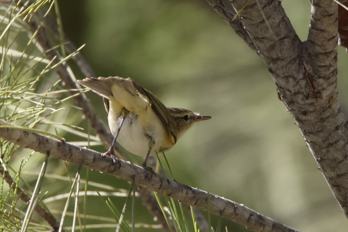Common Chiffchaff - ML645267902