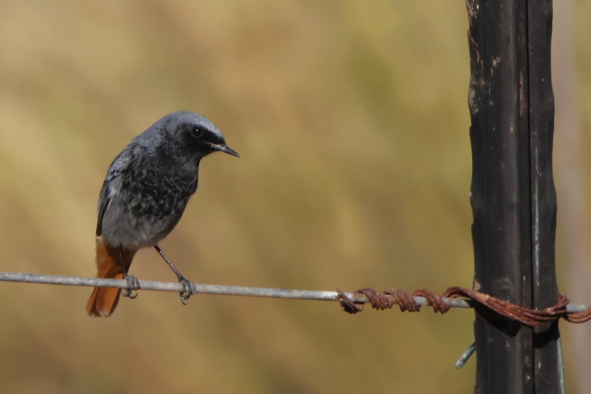 Black Redstart - ML645267913