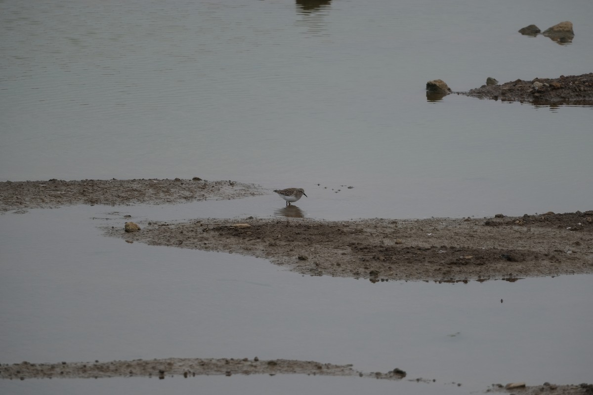 jespák drobný - ML645267918