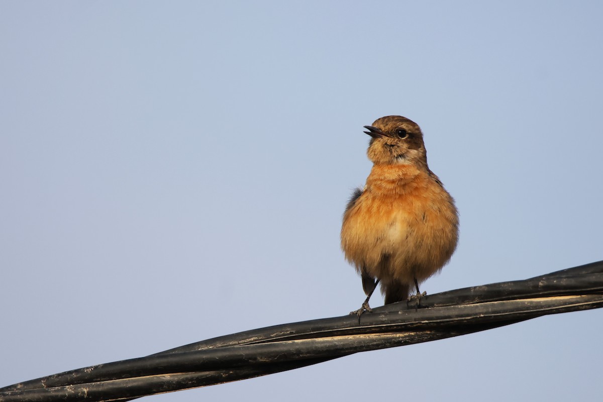 European Stonechat - ML645267919