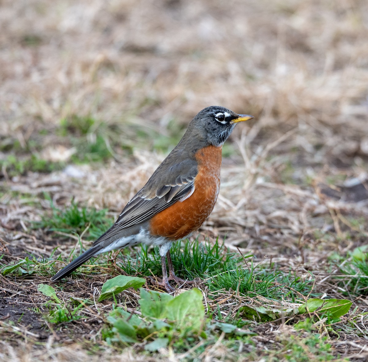 American Robin - ML645267946