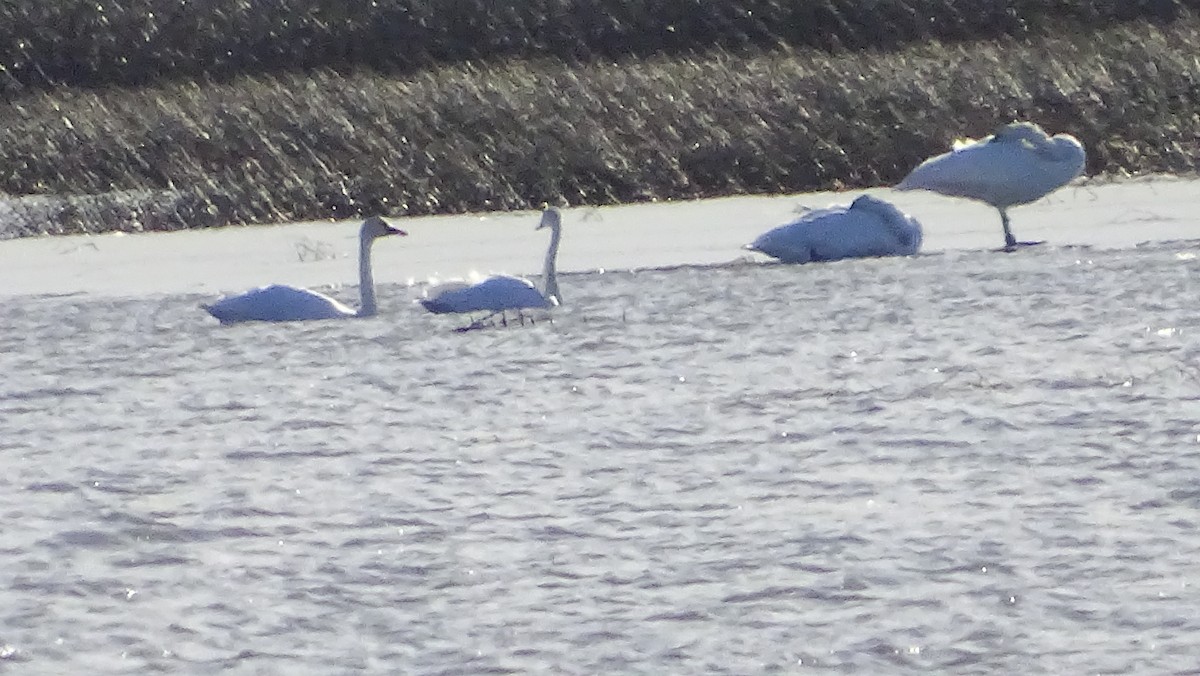 Trumpeter/Tundra Swan - ML645267960