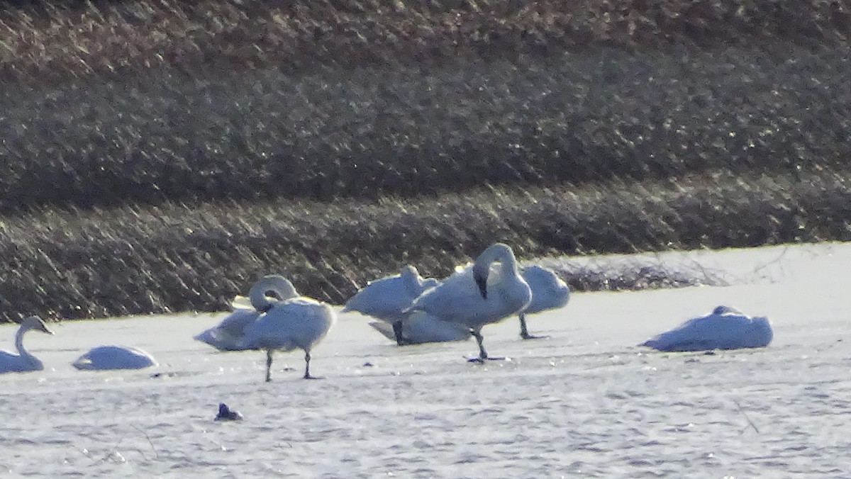 Trumpeter/Tundra Swan - ML645267961