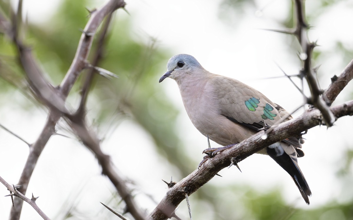 Emerald-spotted Wood-Dove - ML645267962