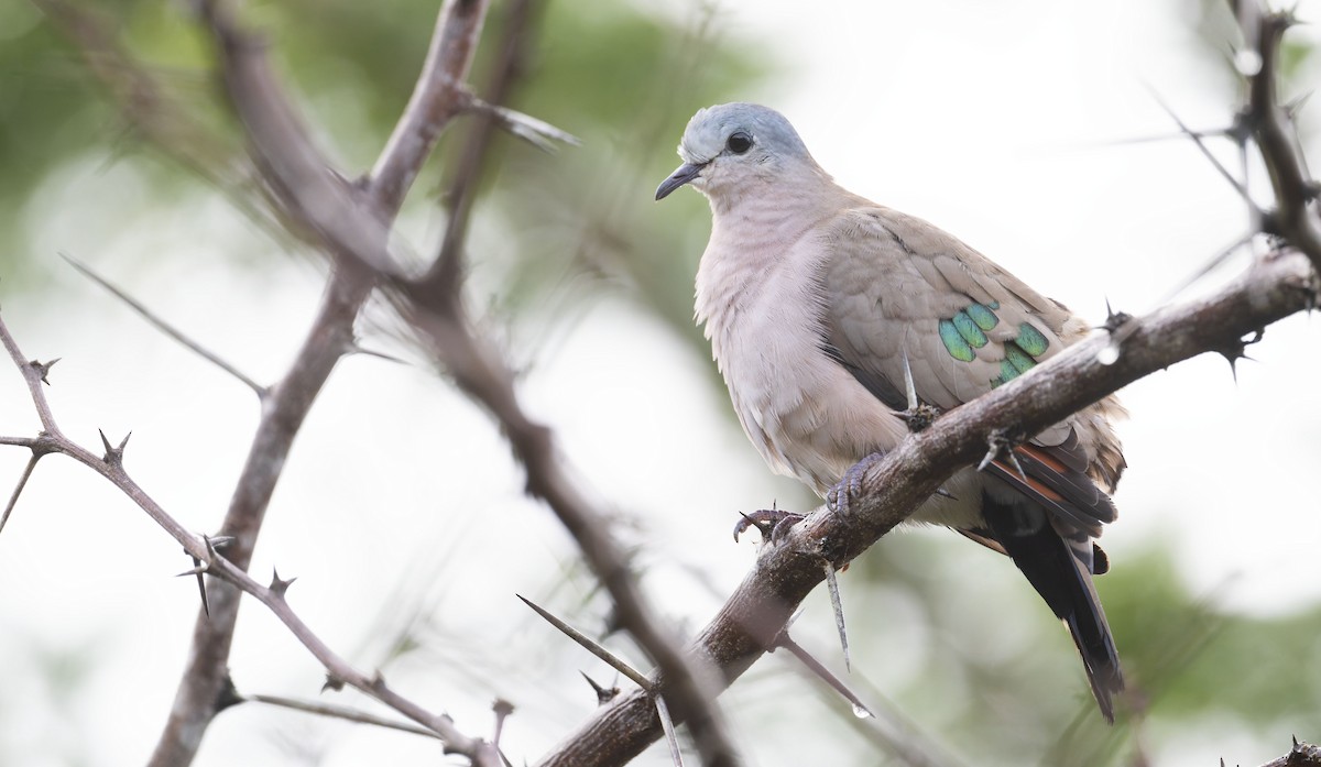 Emerald-spotted Wood-Dove - ML645267963