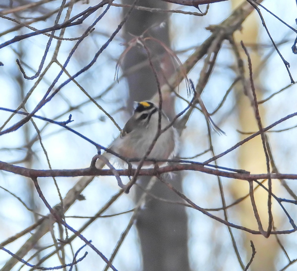 Golden-crowned Kinglet - ML645267965