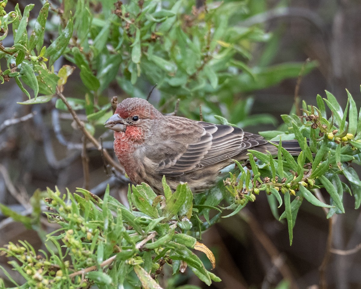 House Finch - ML645267979