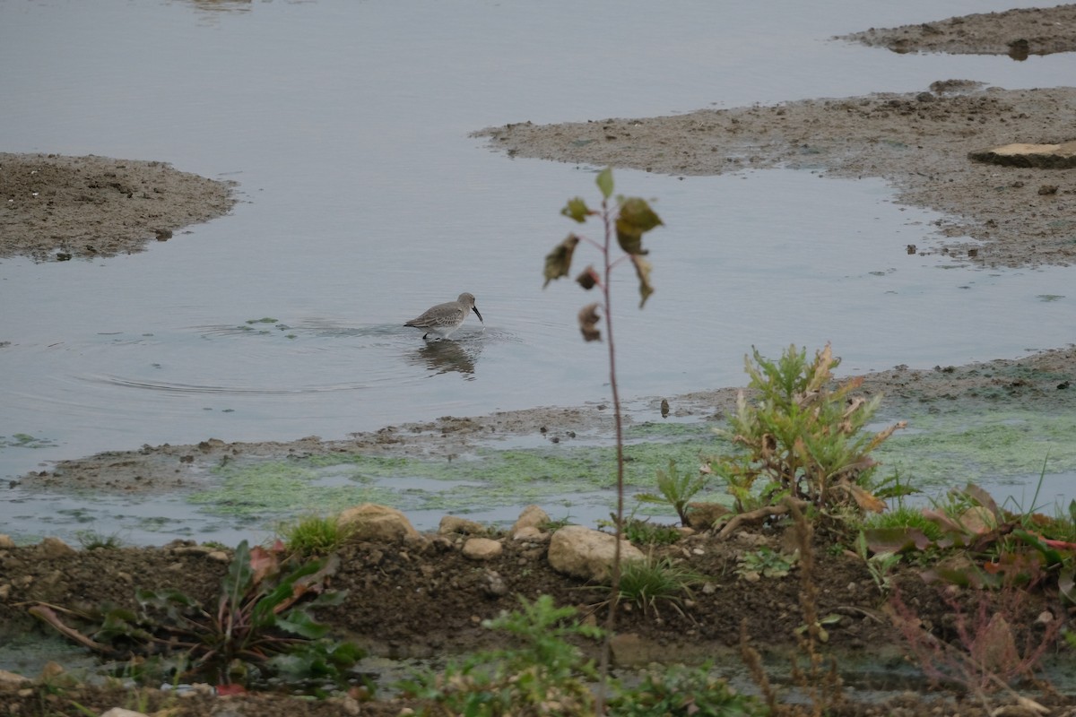 jespák obecný - ML645267980