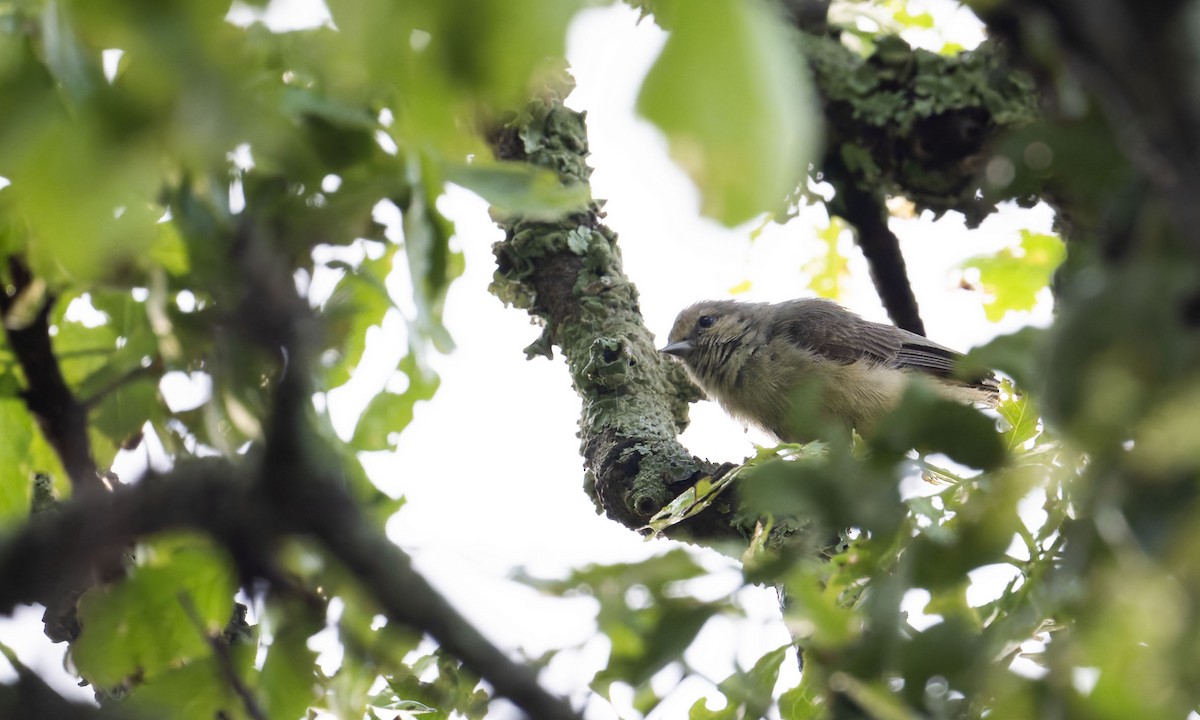 Белолобый ремез - ML645267989