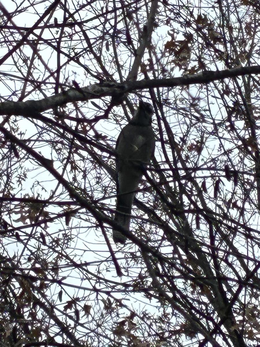 Blue Jay - ML645267992