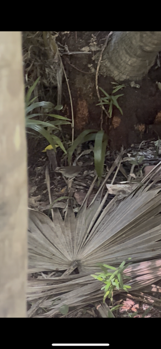 Swainson's Warbler - ML645268005