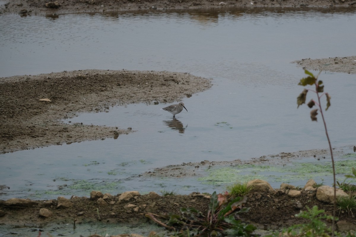 jespák obecný - ML645268009