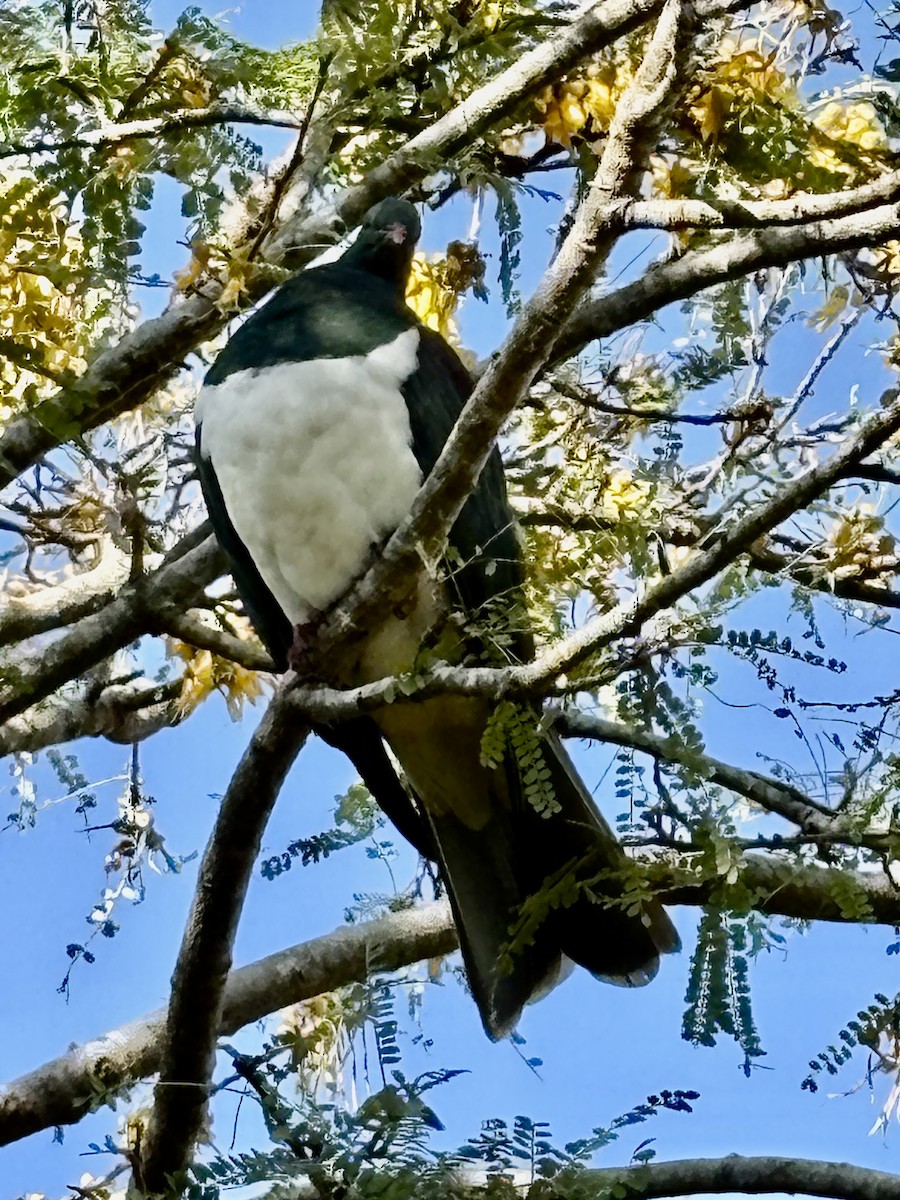 New Zealand Pigeon - ML645268013