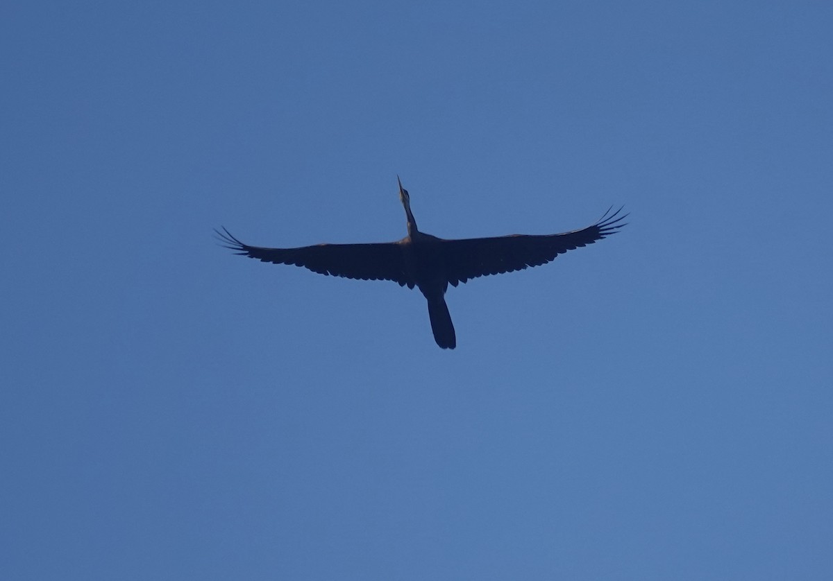 orientslangehals - ML645268015