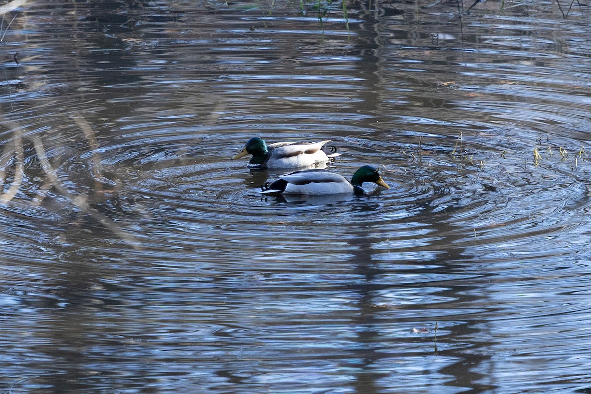 Mallard - ML645268020