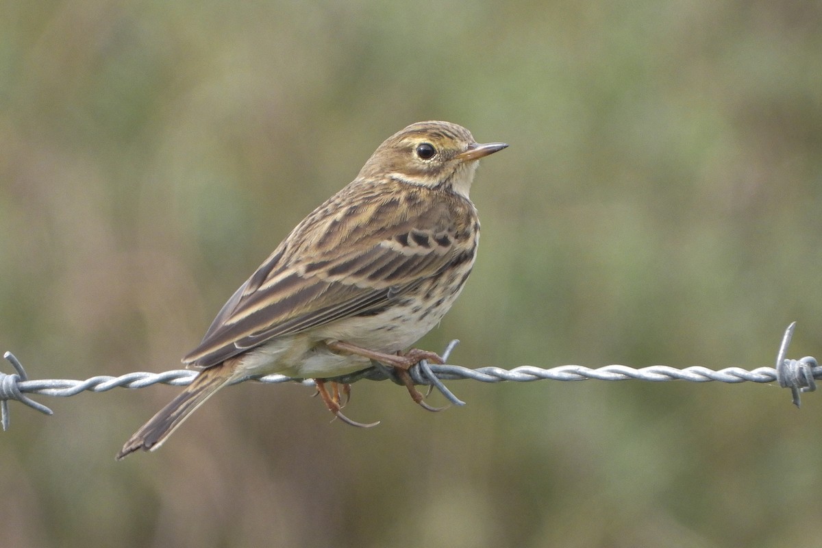 Pispola - ML645268023