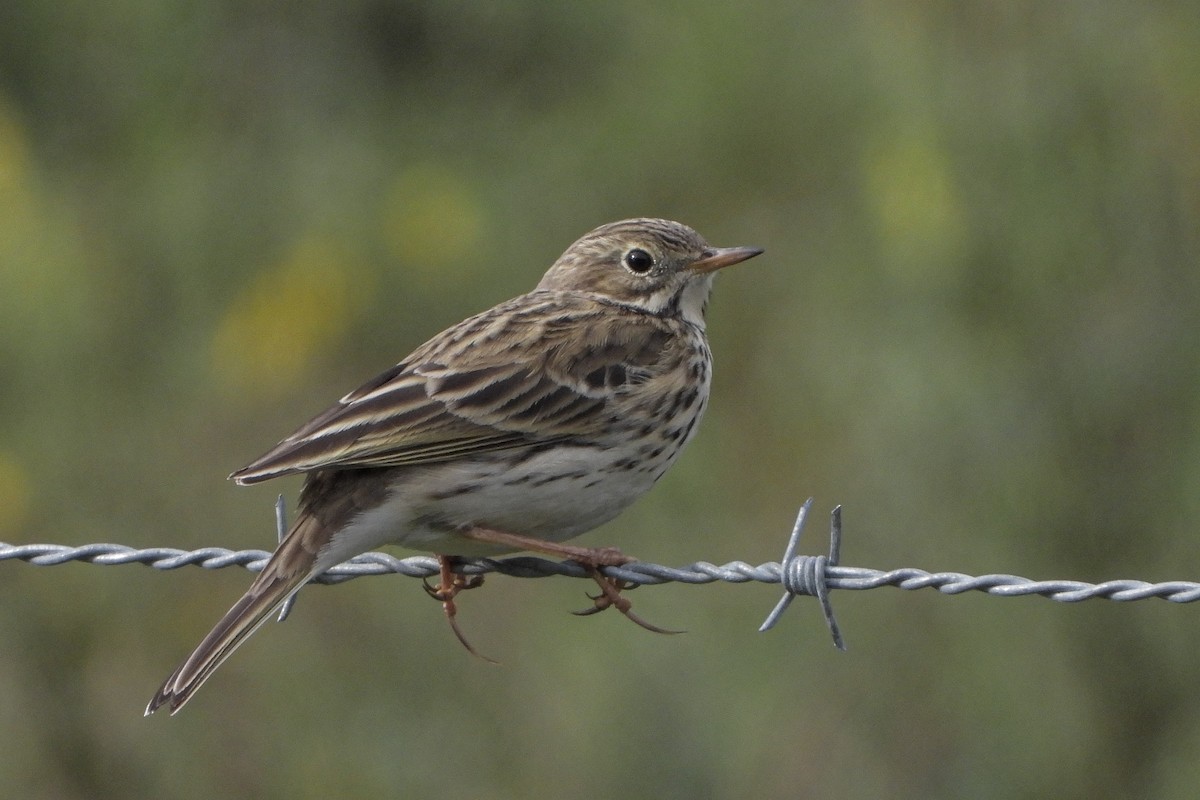 Pispola - ML645268024