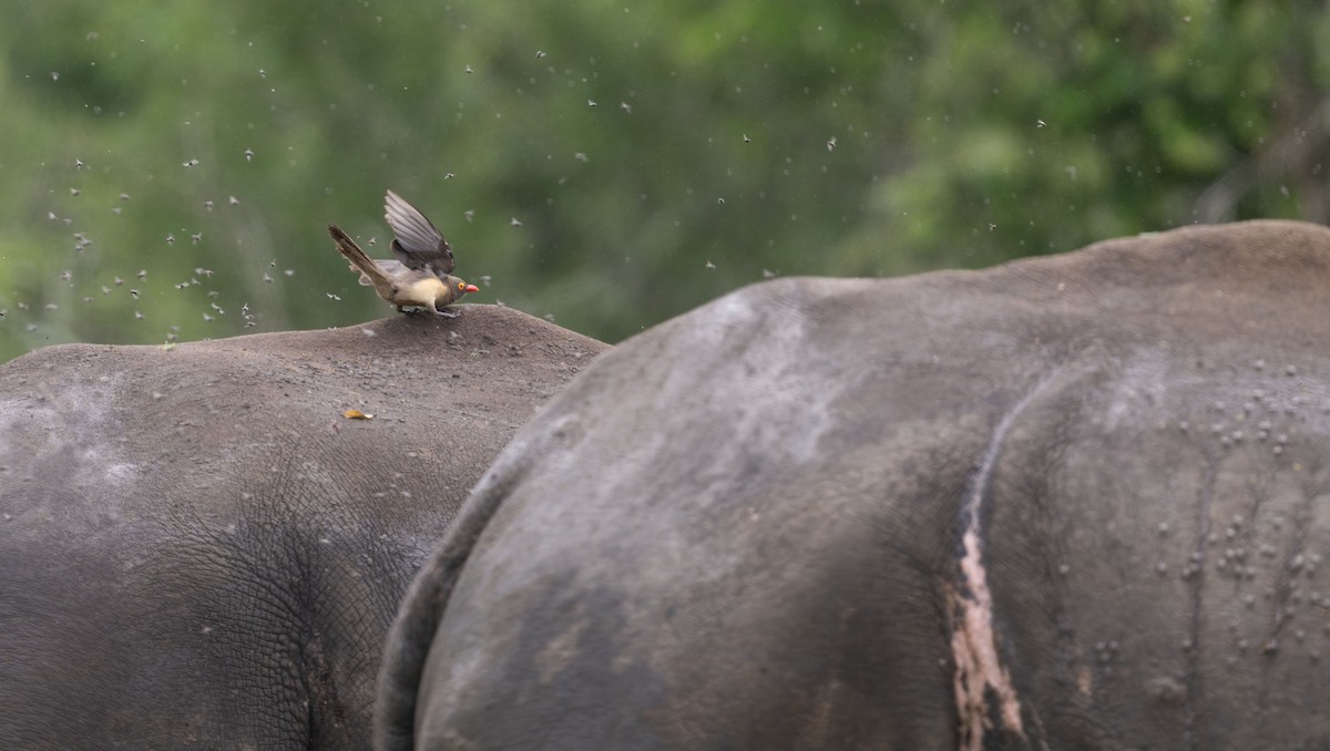 Red-billed Oxpecker - ML645268028