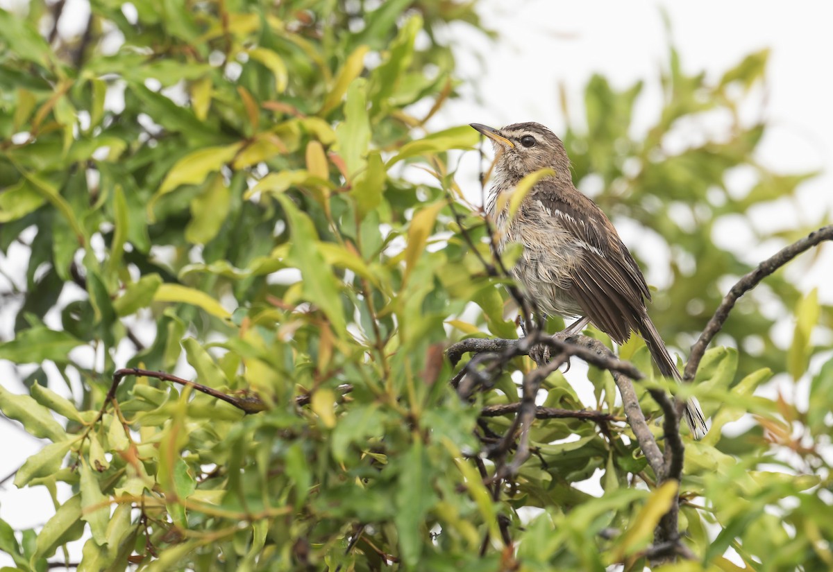 White-browed Scrub-Robin - ML645268037