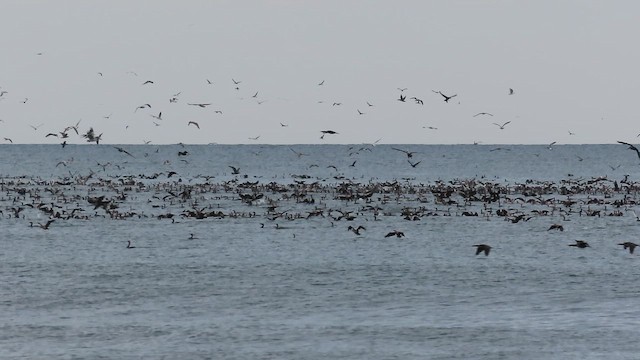 Баклан вухатий - ML645268043