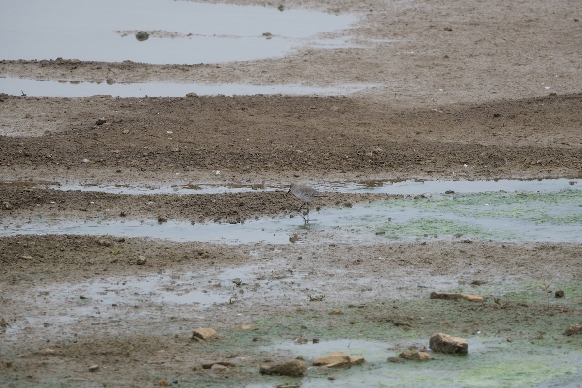 jespák obecný - ML645268044