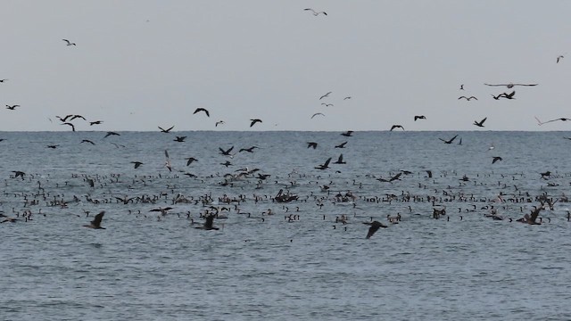 Баклан вухатий - ML645268050