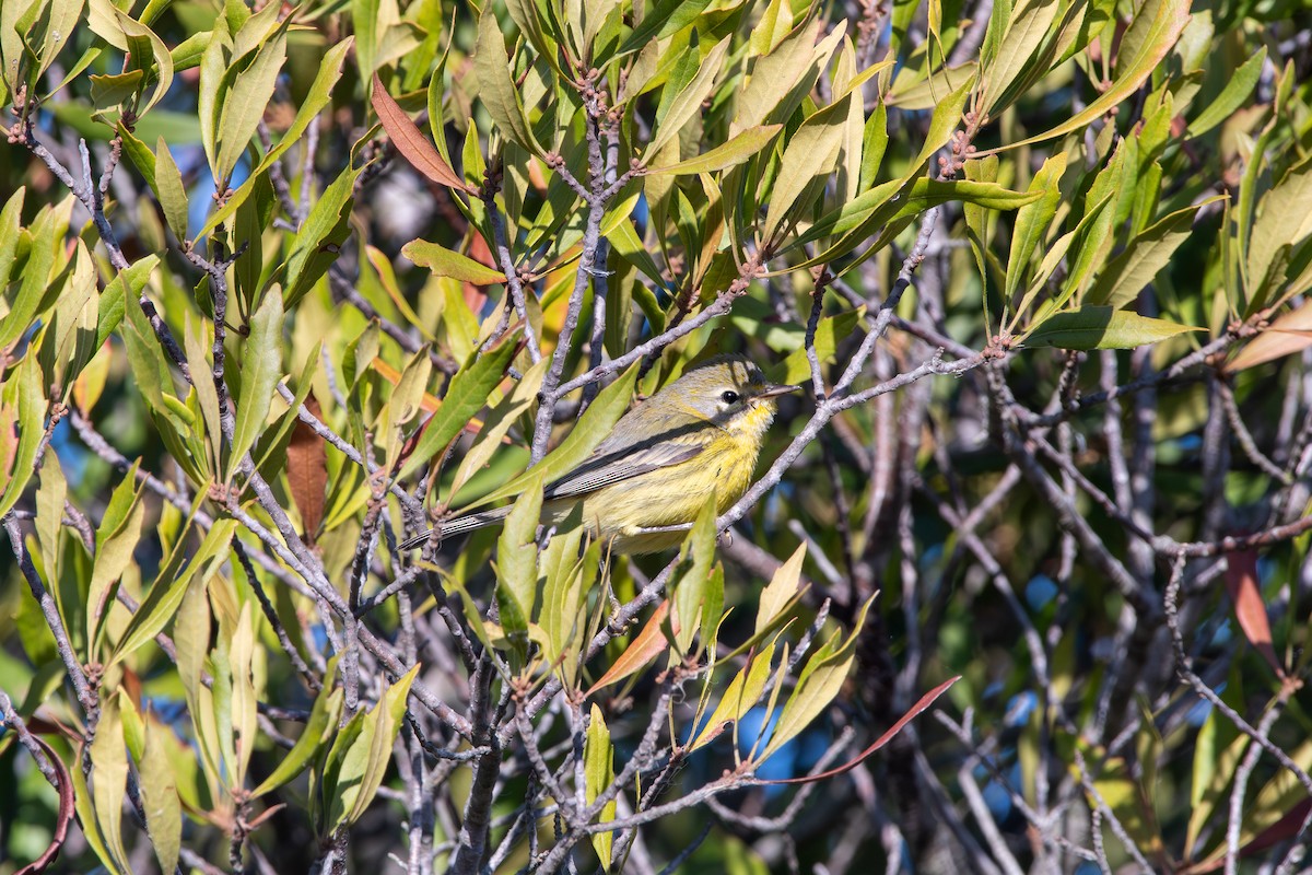 Preri Ötleğeni - ML645268052