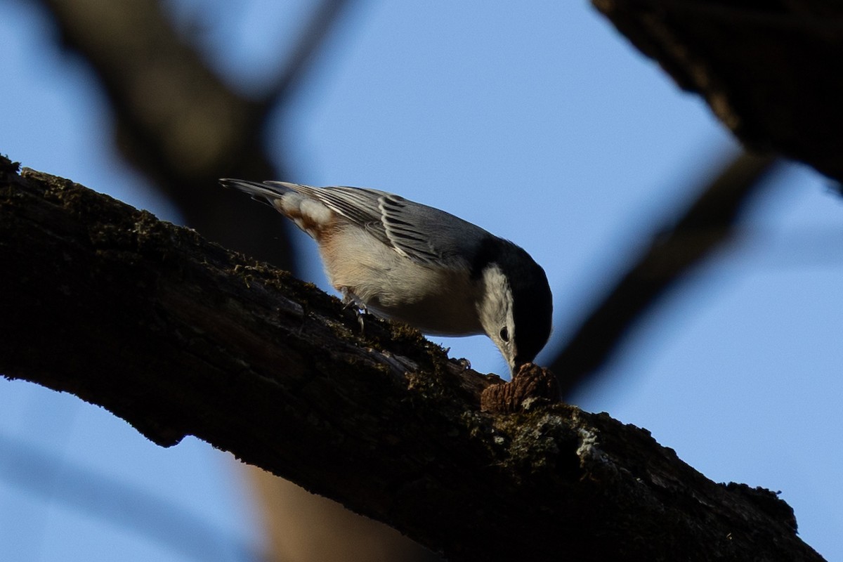 White-breasted Nuthatch - ML645268057