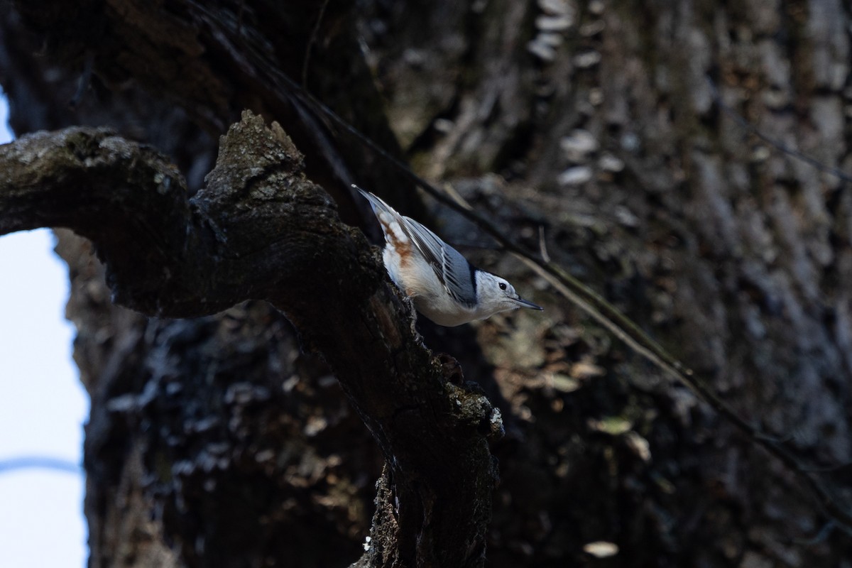 White-breasted Nuthatch - ML645268058
