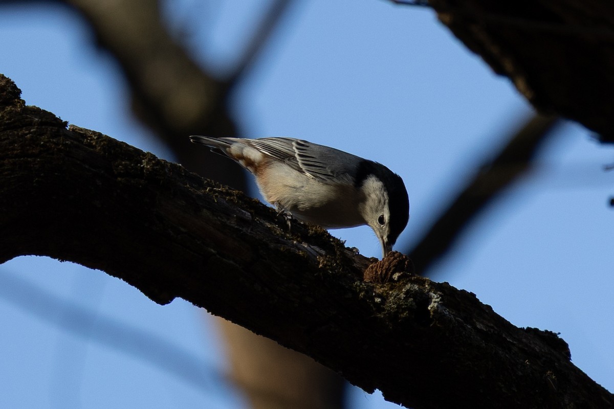 White-breasted Nuthatch - ML645268059