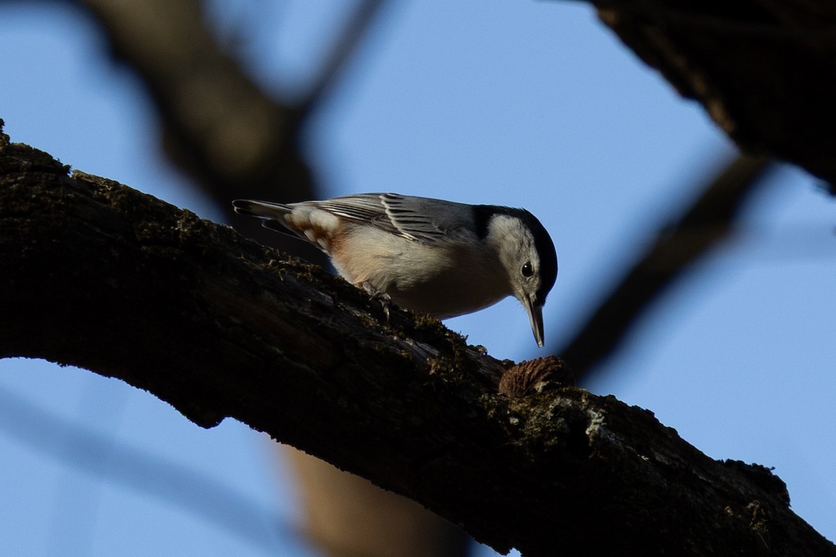White-breasted Nuthatch - ML645268060