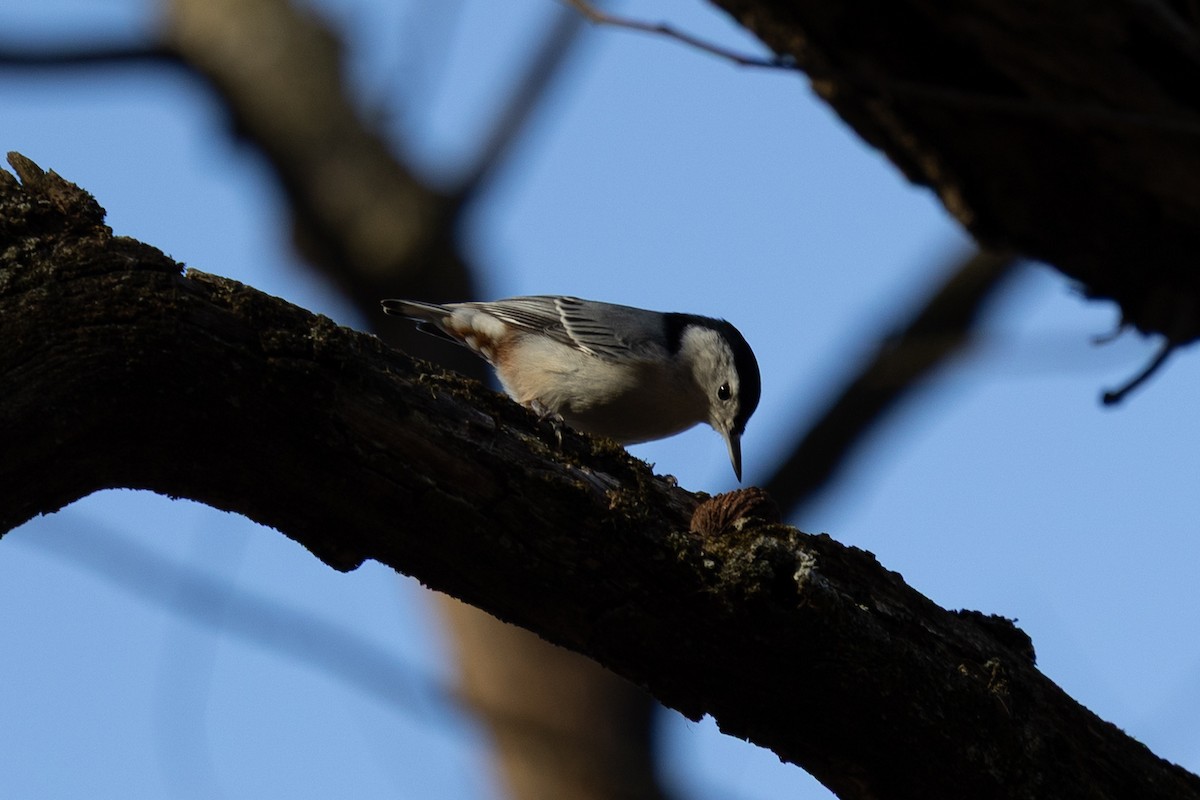White-breasted Nuthatch - ML645268061