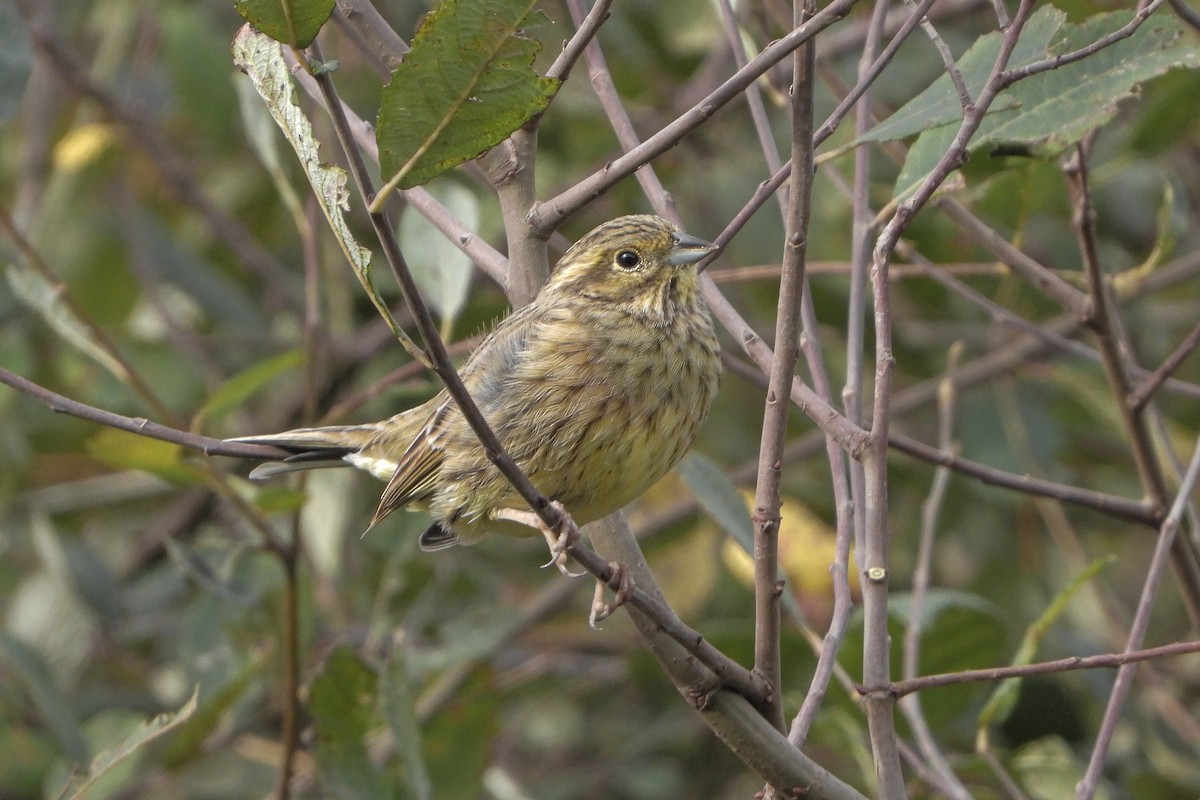 Zigolo nero - ML645268073