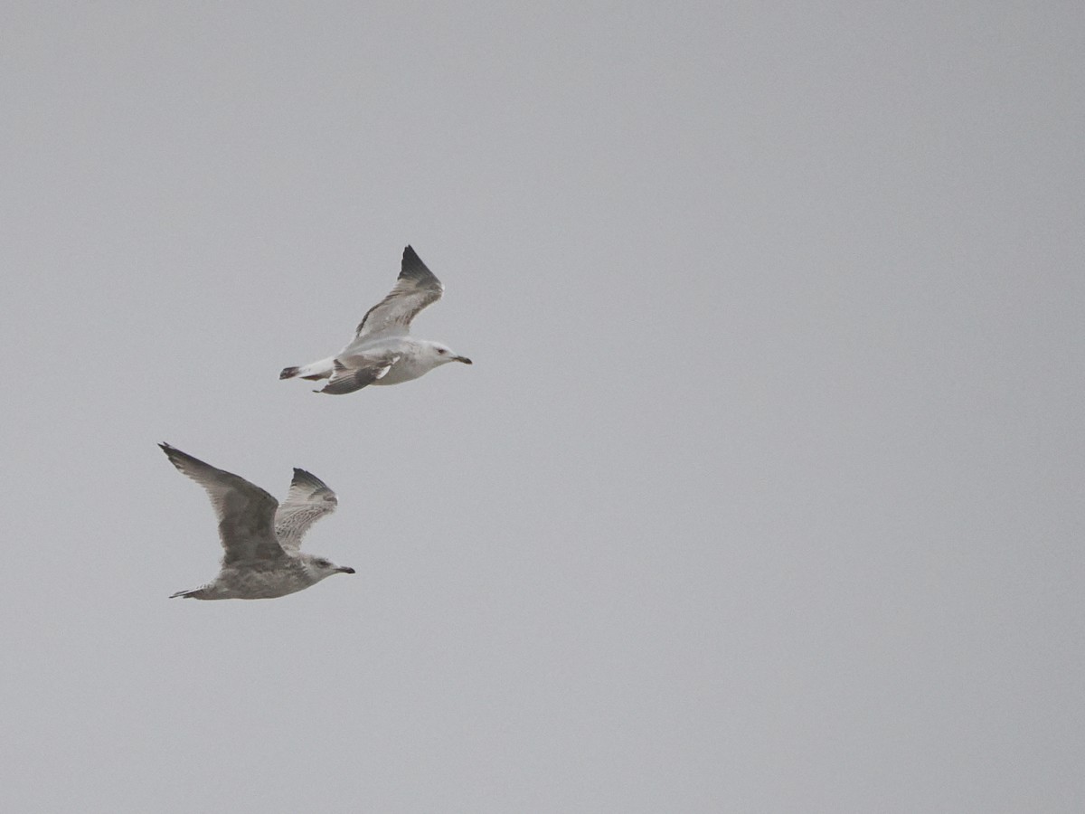 Caspian Gull - ML645268085