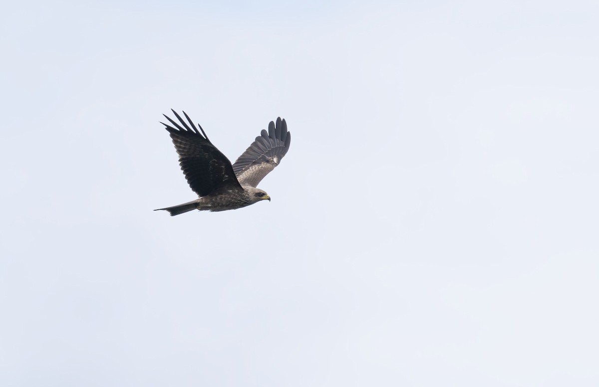 Black Kite - ML645268087