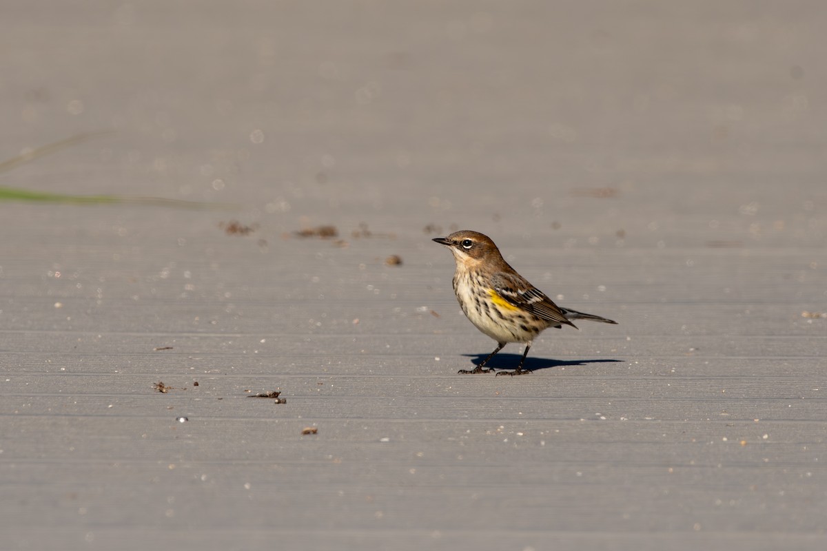 Taçlı Ötleğen - ML645268091