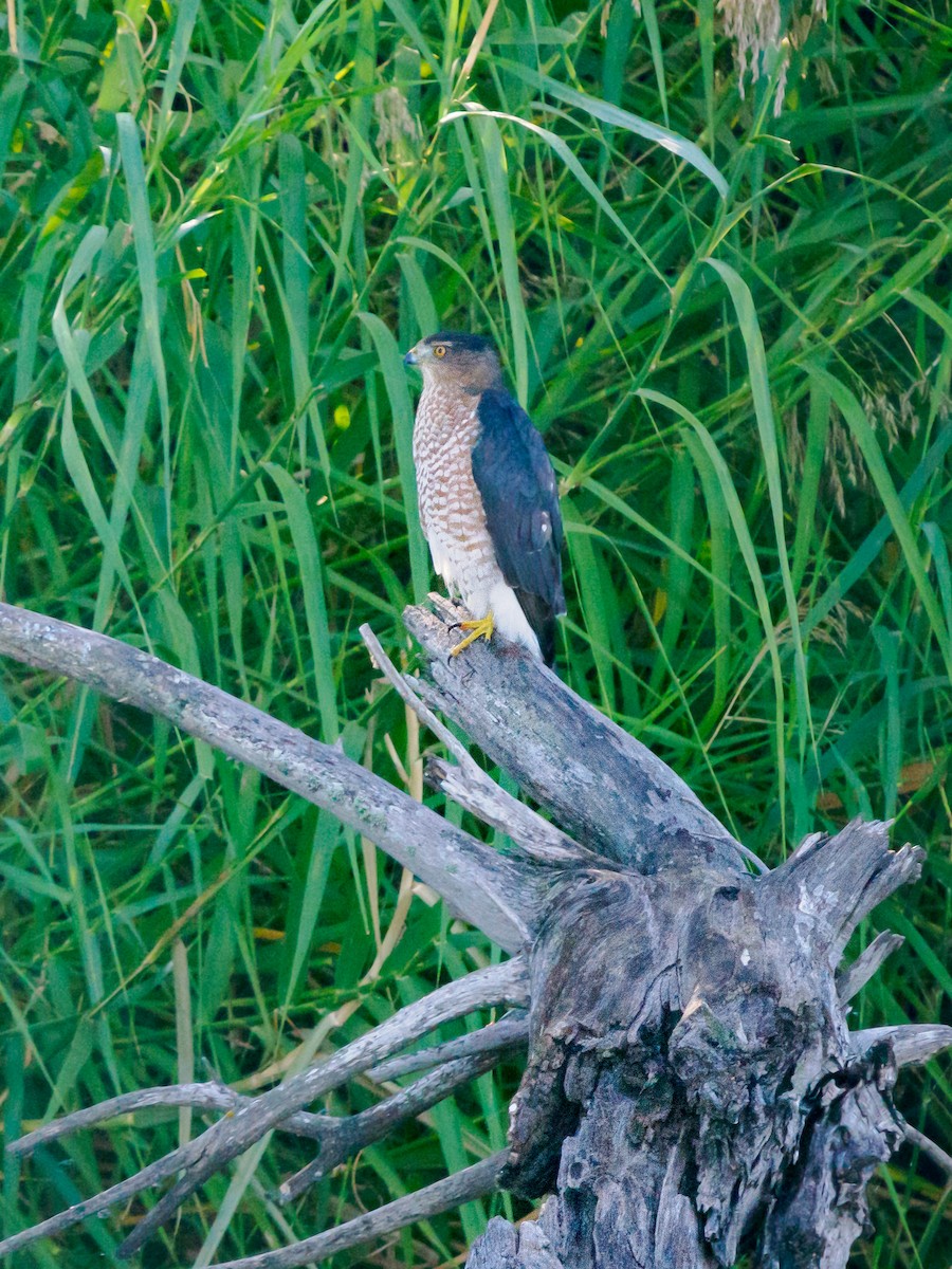 Cooper's Hawk - ML645268094