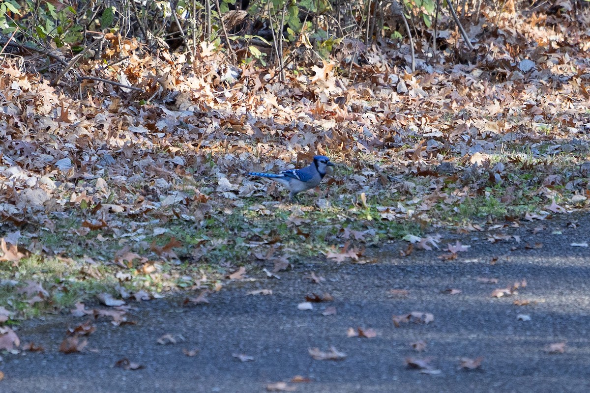 Blue Jay - ML645268100