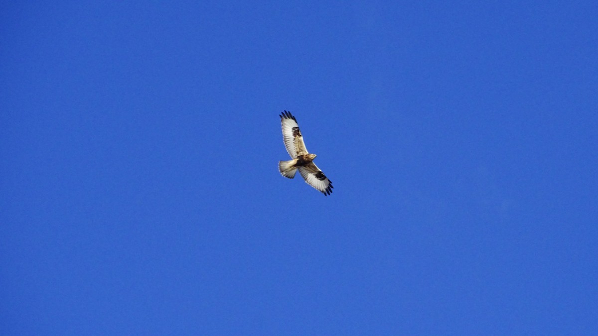 Rough-legged Hawk - ML645268101