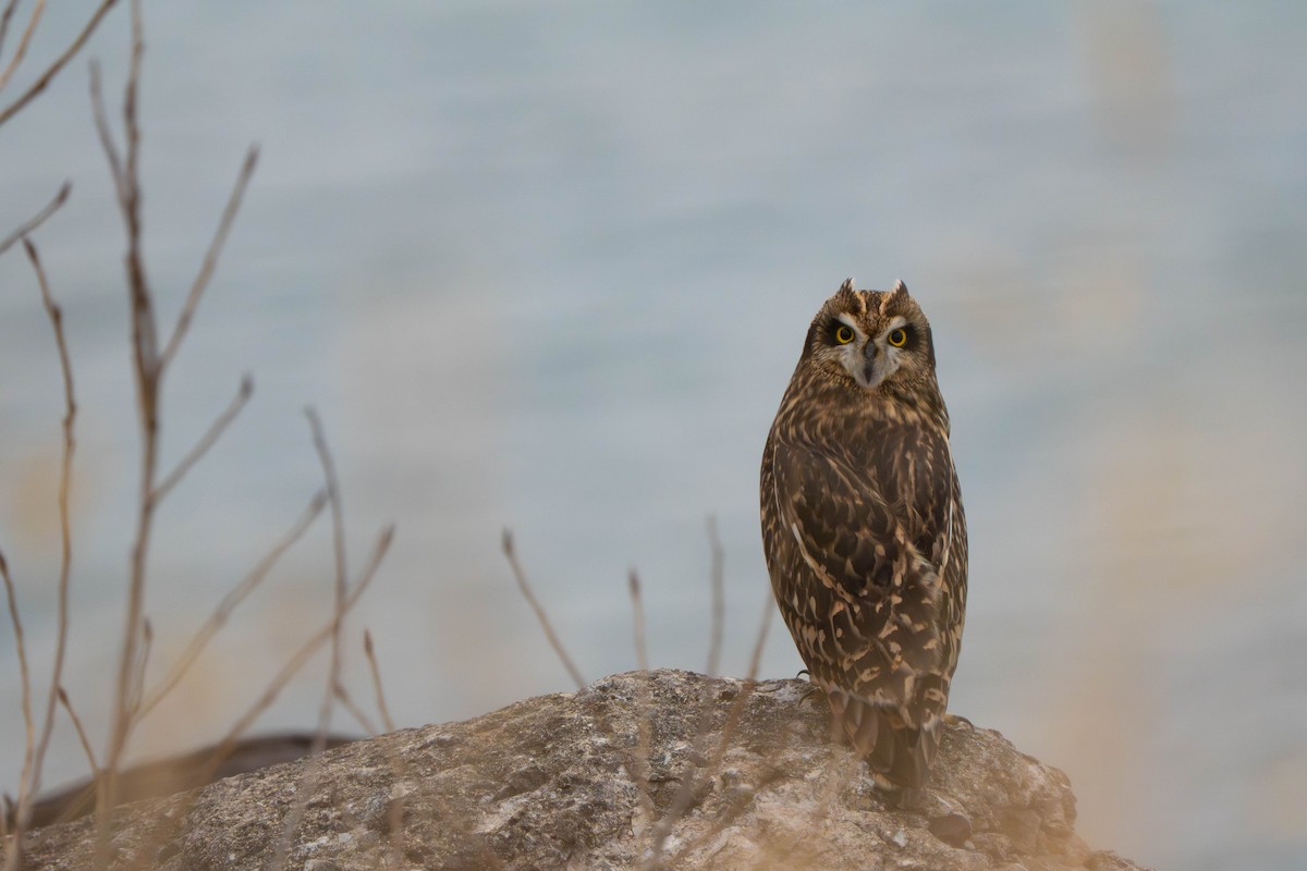 Gufo di palude - ML645268103