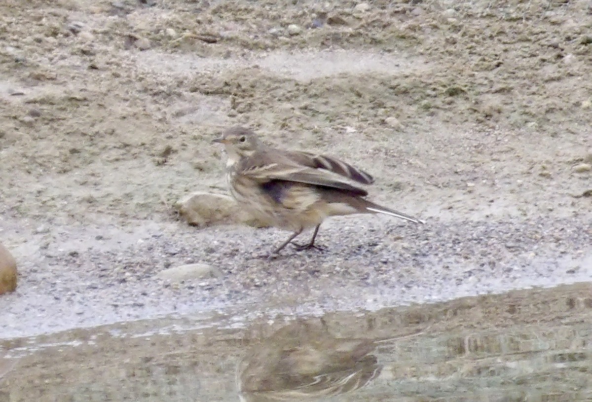 American Pipit - ML645268107