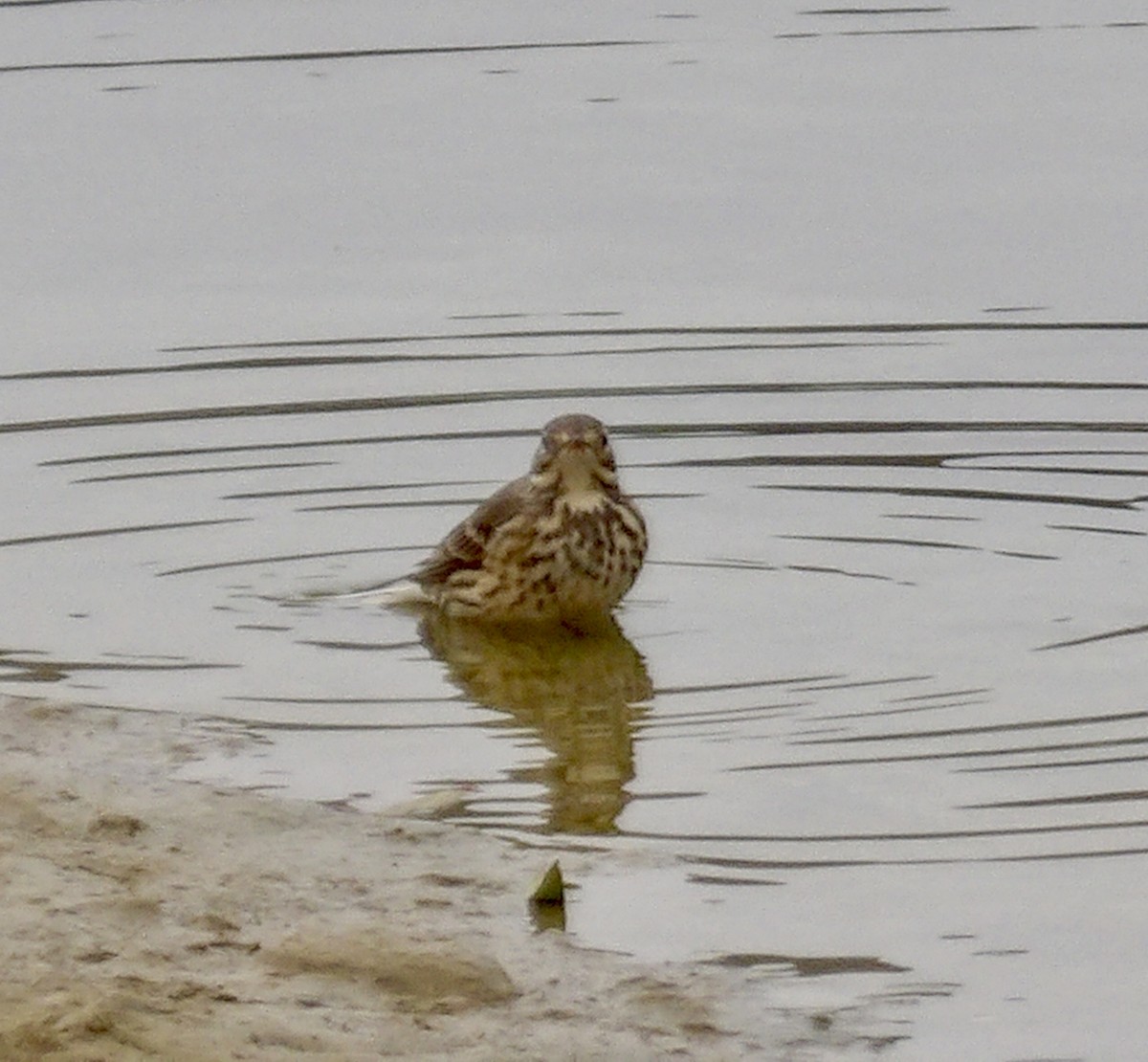 American Pipit - ML645268108