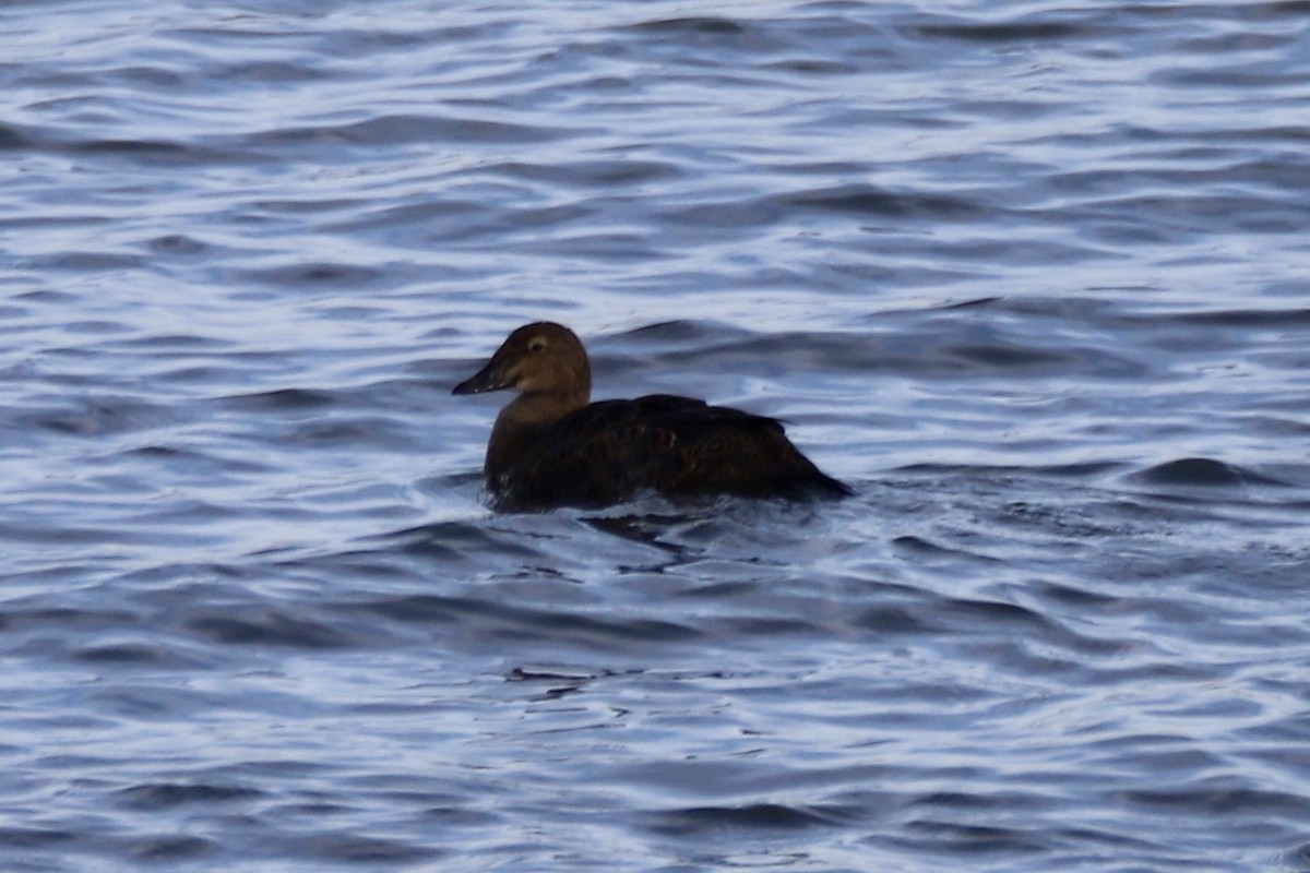King Eider - ML645268122