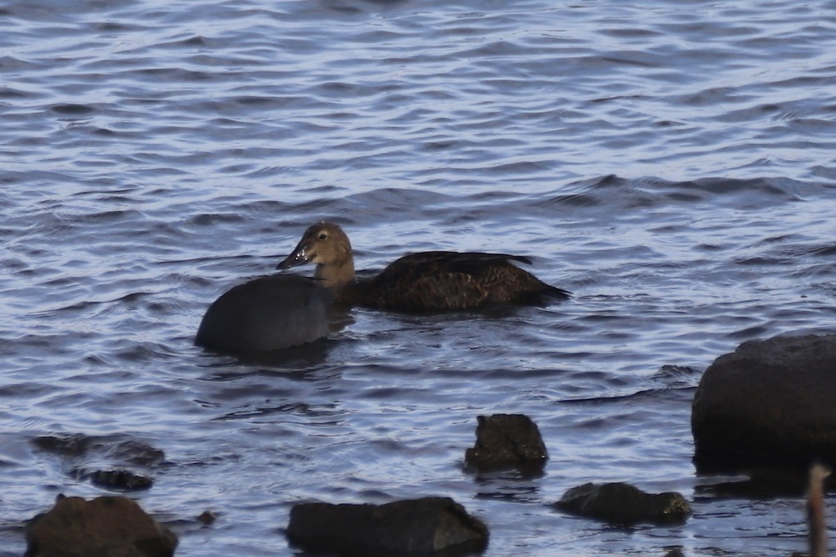 King Eider - ML645268123