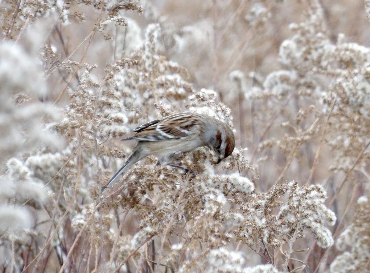 American Tree Sparrow - ML645268129