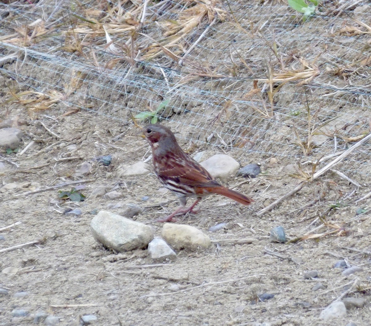 Fox Sparrow - ML645268152