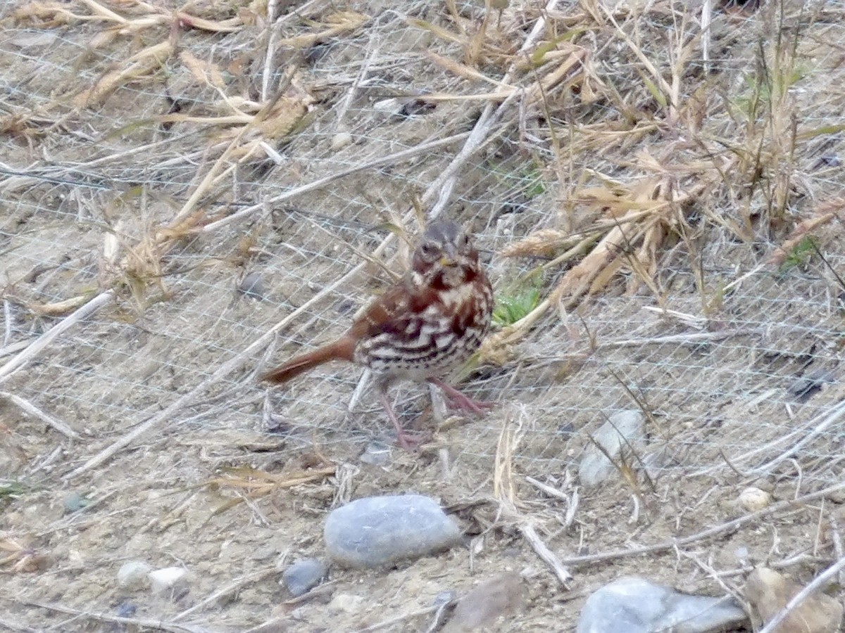 Fox Sparrow - ML645268153